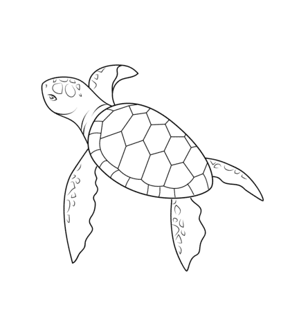 dibujo-tortuga