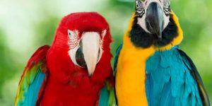 AVES PARA COLOREAR » 5 Mejores imágenes con reseñas