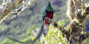 QUETZAL » Un ave pintoresca de los trópicos e imágenes para colorear