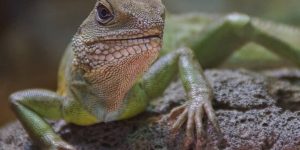 REPTILES PARA COLOREAR » 5 Imágenes para imprimir