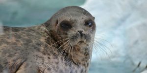 FOCA » Un mamífero que evolucionó para vivir en el agua