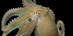 PULPO » Un curioso, flexible e inteligente invertebrado del océano