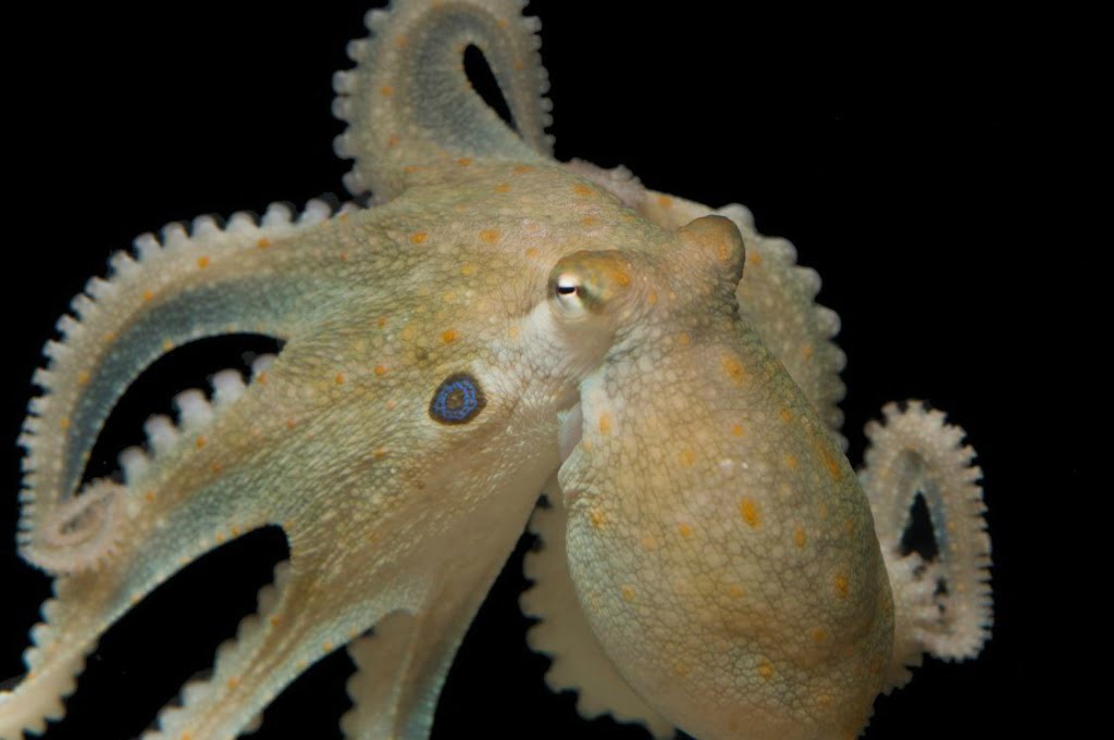 referir enfermedad Rizo PULPO » Un curioso, flexible e inteligente invertebrado del océano |  Animales para Colorear