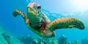 TORTUGA DE MAR » Vida del reptil acuático y dibujos para colorear