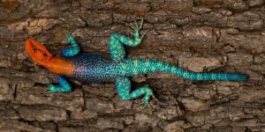 AGAMA ARCOÍRIS » Pinta y conoce a este colorido reptil