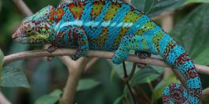 CAMALEÓN » Un curioso reptil que cambia los colores de su piel