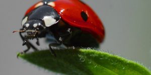 MARIQUITA » Pinta y conoce esta colorida especie de pequeños insectos