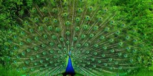 PAVO REAL » Una icónica y colorida ave con cola de abanico