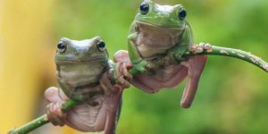 RANA » Un pequeño anfibio que conocerás con imágenes para colorear