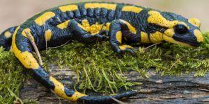 SALAMANDRA » Una colorida y escurridiza especie anfibia similar al lagarto