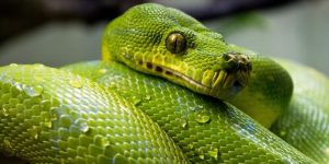 SERPIENTES » Aprende sobre estos reptiles y coloréalos