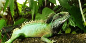 DRAGÓN DE AGUA » Conoce este curioso reptil de los biomas tropicales