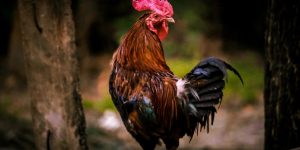 GALLO » Diviértete coloreando el ave de cresta roja y abundante plumaje