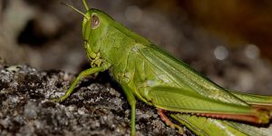 GRILLO » Un insecto muy colorido de los biomas tropicales