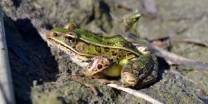 RANA LEOPARDO » Un anfibio de manchas oscuras de Norteamérica