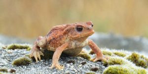 SAPO » Diviértete coloreando al anfibio de piel seca y verrugosa