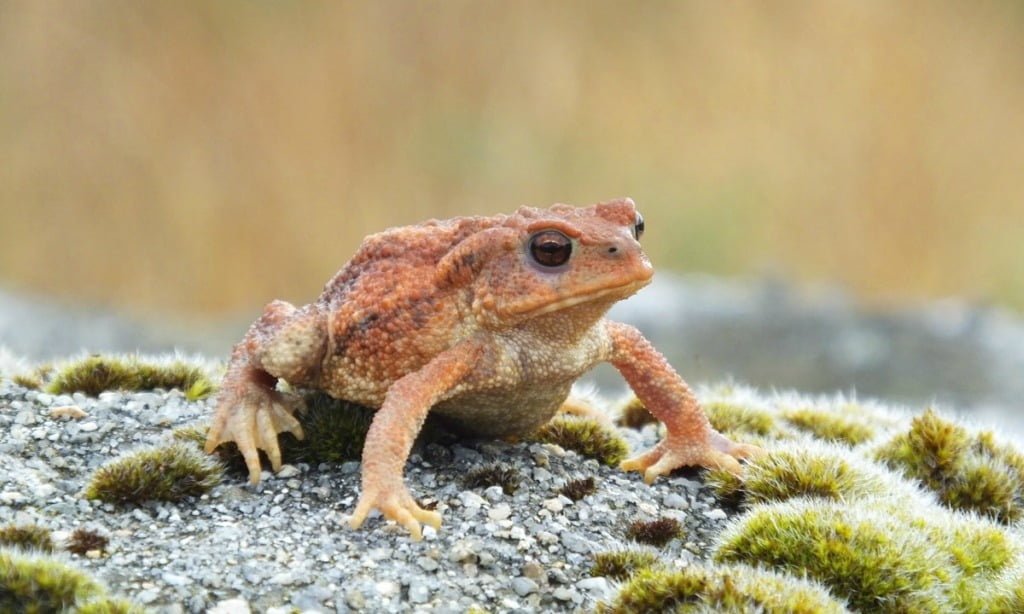 Sapo Diviertete Coloreando Al Anfibio De Piel Seca Y Verrugosa Animales Para Colorear